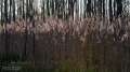 114_Biebrza - kwiecien 2011